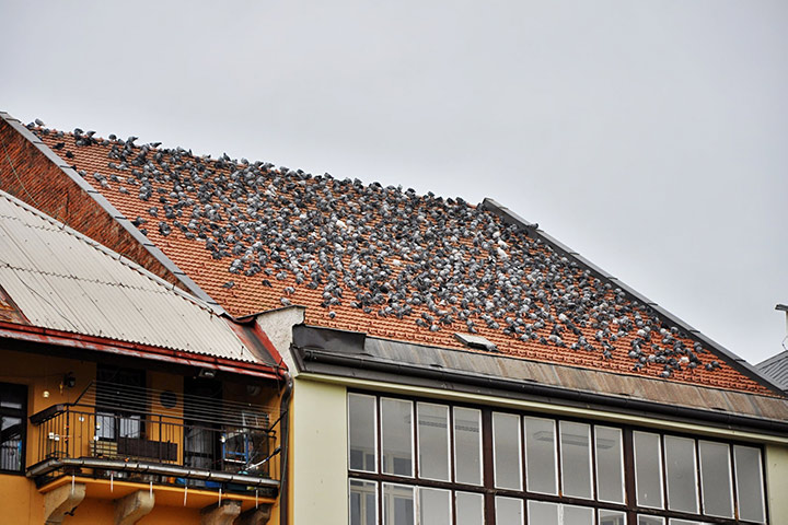 A2B Pest Control are able to install spikes to deter birds from roofs in Leighton Buzzard. 