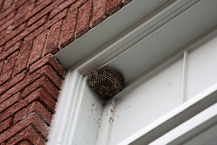 We provide a wasp nest removal service for domestic and commercial properties in Leighton Buzzard.